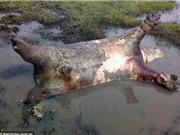 Hơn 100 con hà mã chết bí ẩn ở Namibia