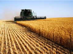 Top 10 quốc gia sản xuất lúa mì lớn nhất thế giới 
