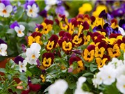 Păng xê - loài hoa đẹp mang thông điệp “nhớ về em”