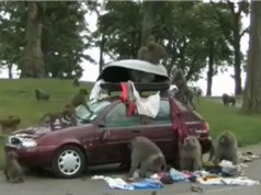 Clip: Bầy khỉ biến ôtô thành khu giải trí công cộng