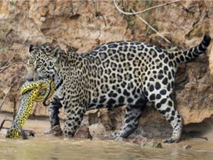 Báo đốm đoạt mạng trăn anaconda trong rừng già Brazil
