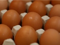 Nhật Bản sản xuất loại gà đẻ trứng chống ung thư