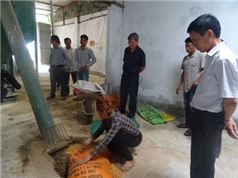 Sơn La: Thử nghiệm sản xuất thức ăn chăn nuôi tại huyện Quỳnh Nhai