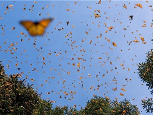 Chuyên gia bối rối với bầy bướm dài 112km