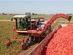 Clip: “Sướng mắt” xem máy thu hoạch hàng tấn cà chua
