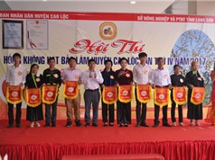 Lạng Sơn tổ chức Hội thi Hồng không hạt Bảo Lâm lần thứ IV năm 2017