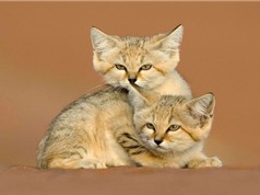 Ngắm nét đáng yêu của loài mèo sống ở sa mạc