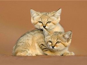 Ngắm nét đáng yêu của loài mèo sống ở sa mạc