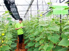Lâm Đồng sẽ có nhiều trang trại dùng công nghệ kết nối vạn vật IoT