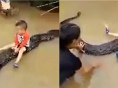 Video bé ba tuổi cưỡi trăn ở Thanh Hóa lên báo ngoại