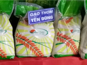 Năng suất thấp dìm giá gạo thơm Yên Dũng