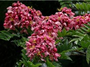 Muồng hoa đào - loài hoa đẹp bắt nguồn từ Đông Nam Á