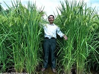 Gieo trồng thành công lúa khổng lồ, cao 2,2 mét