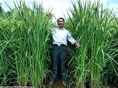 Gieo trồng thành công lúa khổng lồ, cao 2,2 mét