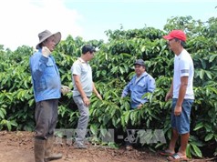 Gia Lai tái canh hơn 2.800 ha cà phê