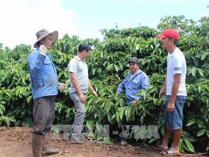 Gia Lai tái canh hơn 2.800 ha cà phê