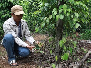 Đắk Lắk: Nông dân khốn khổ vì phân bón kém chất lượng