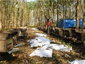 Lan tỏa thương hiệu mật ong Gia Lai