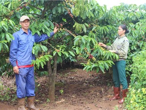 Nông dân Gia Lai vui mừng vì cà phê được mùa, được giá