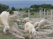 Thịt cừu tăng giá, nông dân Ninh Thuận trúng lớn