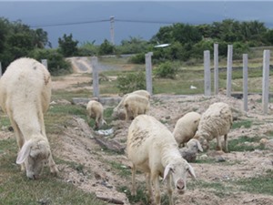 Thịt cừu tăng giá, nông dân Ninh Thuận trúng lớn