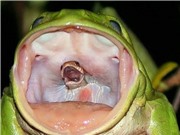 Rắn kịch độc “gào khóc” trong miệng ếch xanh gây tranh cãi
