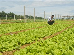 Quảng Ngãi: Quản lý sản xuất và tiêu thụ rau, củ, quả an toàn thực phẩm