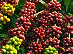 Sản lượng cà phê Việt Nam có thể đạt kỷ lục trong niên vụ 2017-2018