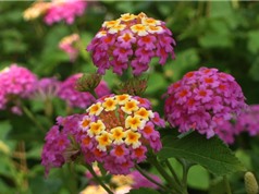 Ngũ sắc - loài hoa đẹp dùng để trị bách bệnh