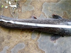 Bắt được cá trê dài gần 1 mét ở Bạc Liêu