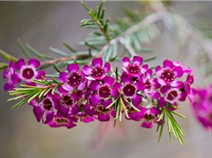Vẻ đẹp của loài hoa đặc hữu của Australia