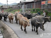 Giá trâu bò giảm mạnh, người nuôi ở Nghệ An thiệt hại lớn