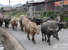 Giá trâu bò giảm mạnh, người nuôi ở Nghệ An thiệt hại lớn