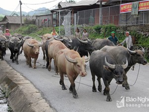 Giá trâu bò giảm mạnh, người nuôi ở Nghệ An thiệt hại lớn