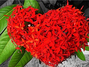 Mẫu đơn đỏ - loài hoa tượng trưng cho sắc đẹp và sự giàu sang