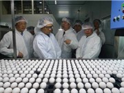 Việt Nam sắp được ăn trứng gà sạch và bổ dưỡng như Nhật Bản
