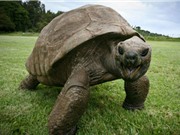 Cụ rùa già nhất thế giới có thể là đồng tính