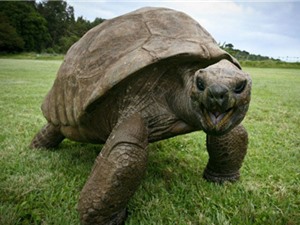 Cụ rùa già nhất thế giới có thể là đồng tính