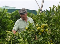 Lâm Đồng: Vườn cam tiền tỷ giữa vùng rau Ðơn Dương