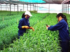 Ứng dụng công nghệ cao trong sản xuất nông nghiệp ở Hà Nội còn khiêm tốn