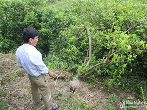 Nông dân Nghệ An điêu đứng vì chanh rớt giá thê thảm