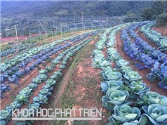 Cao Bằng: Nông dân Phia Đén tiếp cận công nghệ mới trồng rau, hoa
