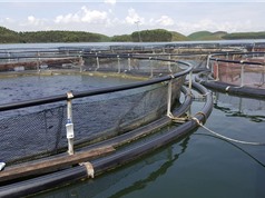 Yên Bái: Đưa công nghệ nuôi cá lồng vào sản xuất hàng hóa tập trung