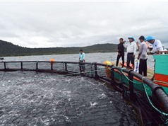 Triển vọng nuôi cá công nghiệp ở Phú Quốc