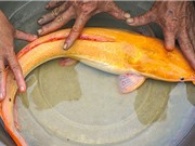 Cá trê vàng 8 râu hiếm gặp ở Cà Mau