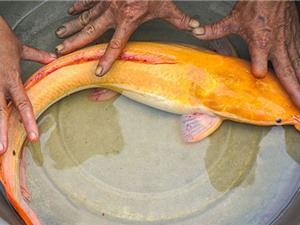 Cá trê vàng 8 râu hiếm gặp ở Cà Mau