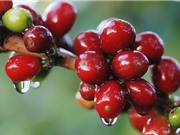 Kim ngạch xuất khẩu cà phê Đắk Lắk tăng 88 triệu USD