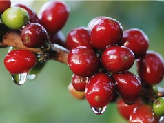 Kim ngạch xuất khẩu cà phê Đắk Lắk tăng 88 triệu USD
