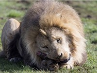 Vườn thú Đan Mạch gom xác ngựa cho sư tử ăn thịt