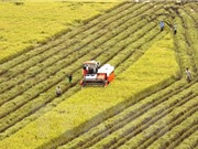 Thị trường nông sản Việt Nam diễn biến trái chiều